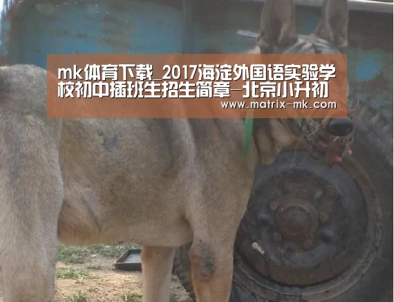 mk体育下载_2017海淀外国语实验学校初中插班生招生简章-北京小升初(图2) mk体育